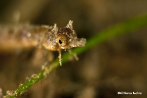 Pygmy Pipefish by William Loke 